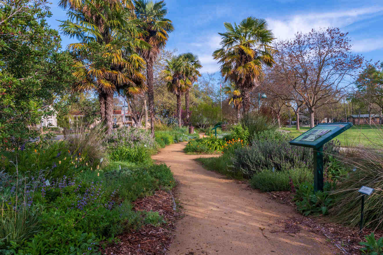 A peaceful walking path meanders through a park with native plants, tall palm trees, and a clear blue sky, reflecting an inviting natural landscape.